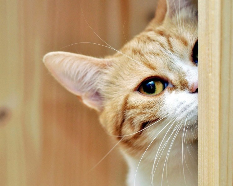 Морда рыжего кота