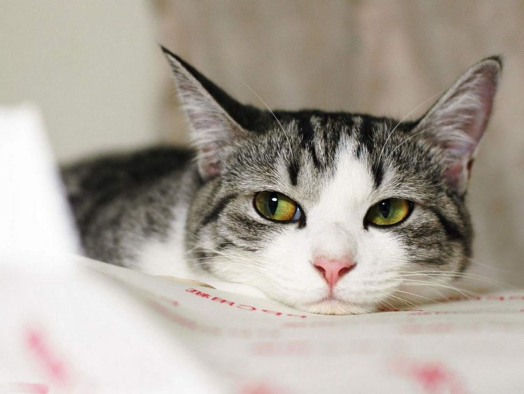 Кот смеется