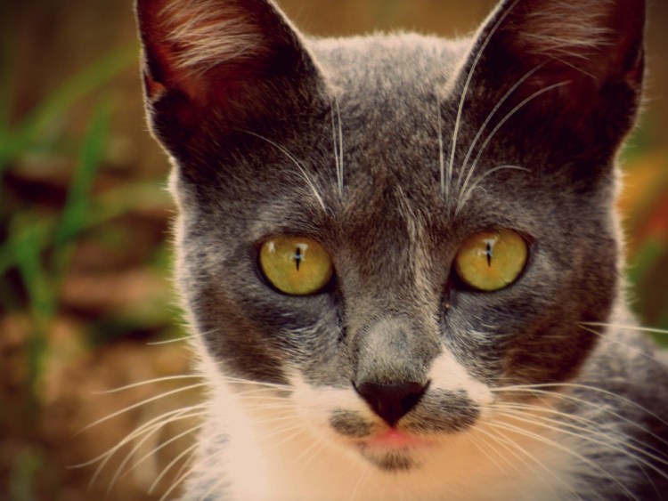 Рыжий кот с зелеными глазами