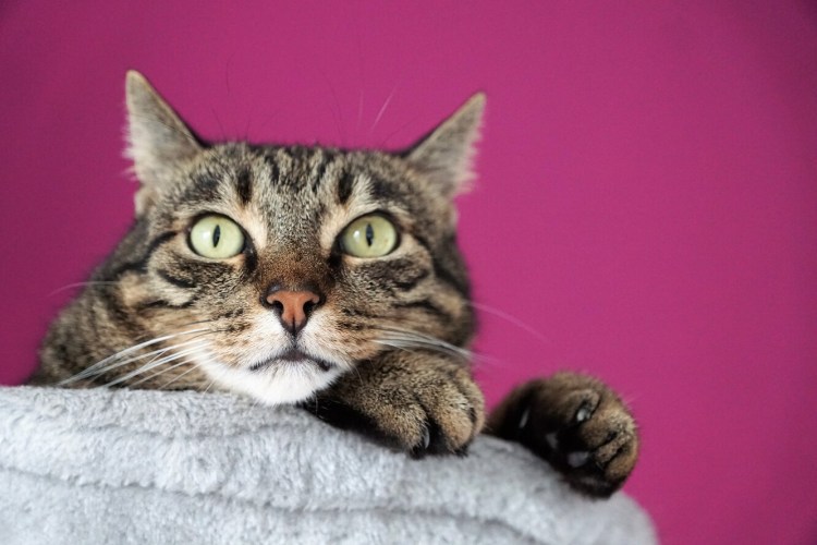 Довольный кот