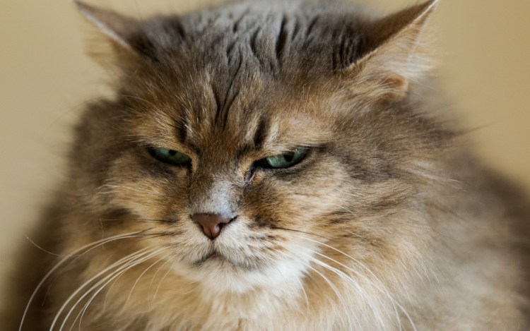 Кошка улыбается