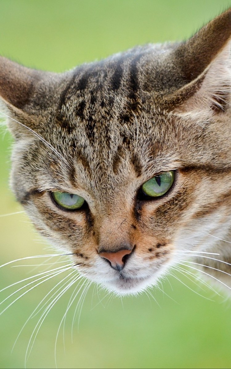 Хитрая кошка арт