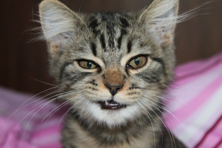 Несите чаю я скучаю