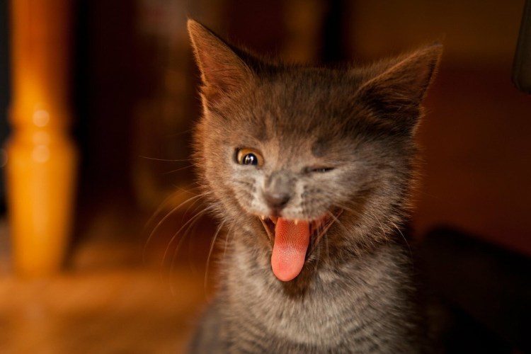 Кошка выглядывает