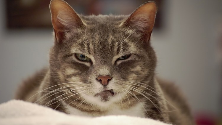 Прикольные коты