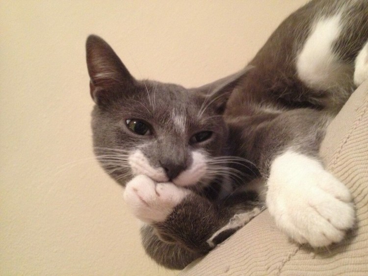 Морды котов