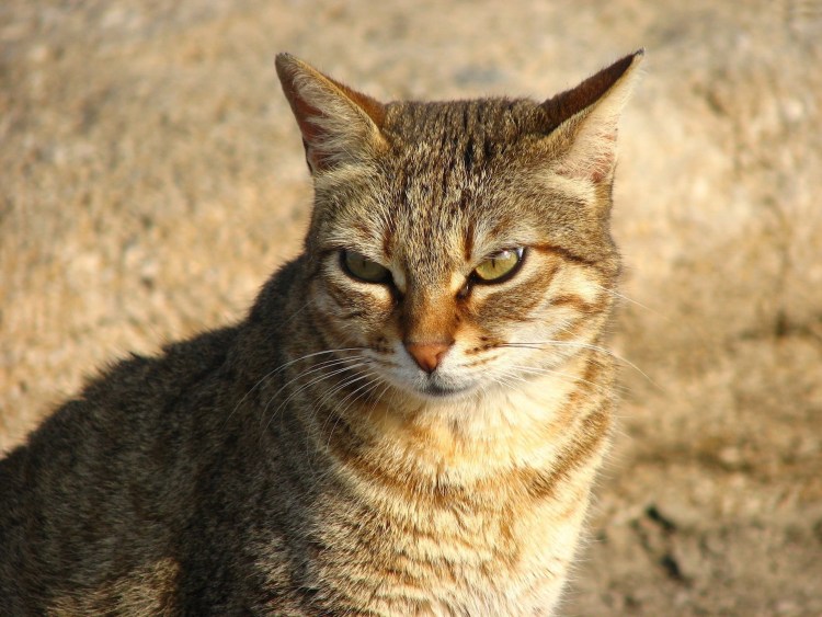 Дерзкий кот