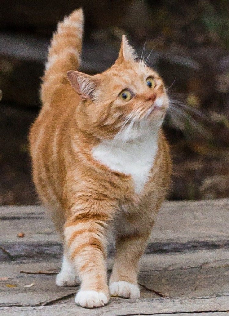 Презрительный взгляд кота