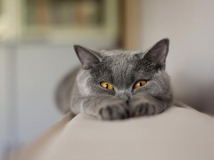 Хитрые коты