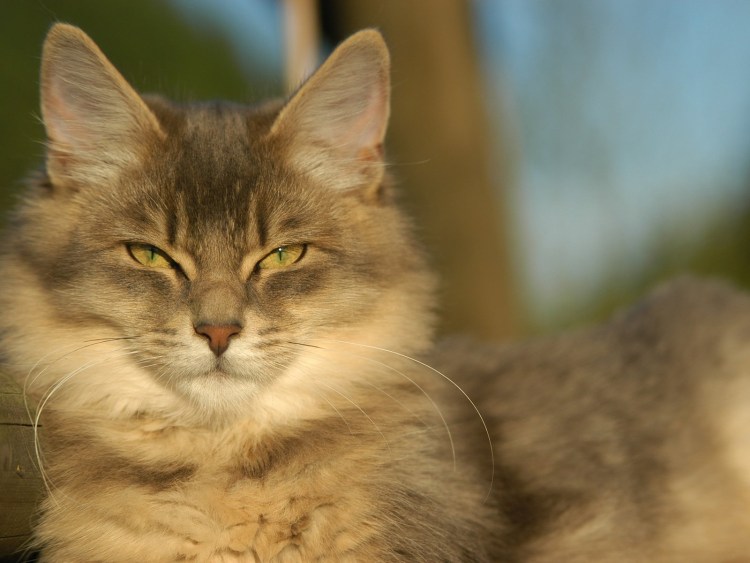 Кот прищурился