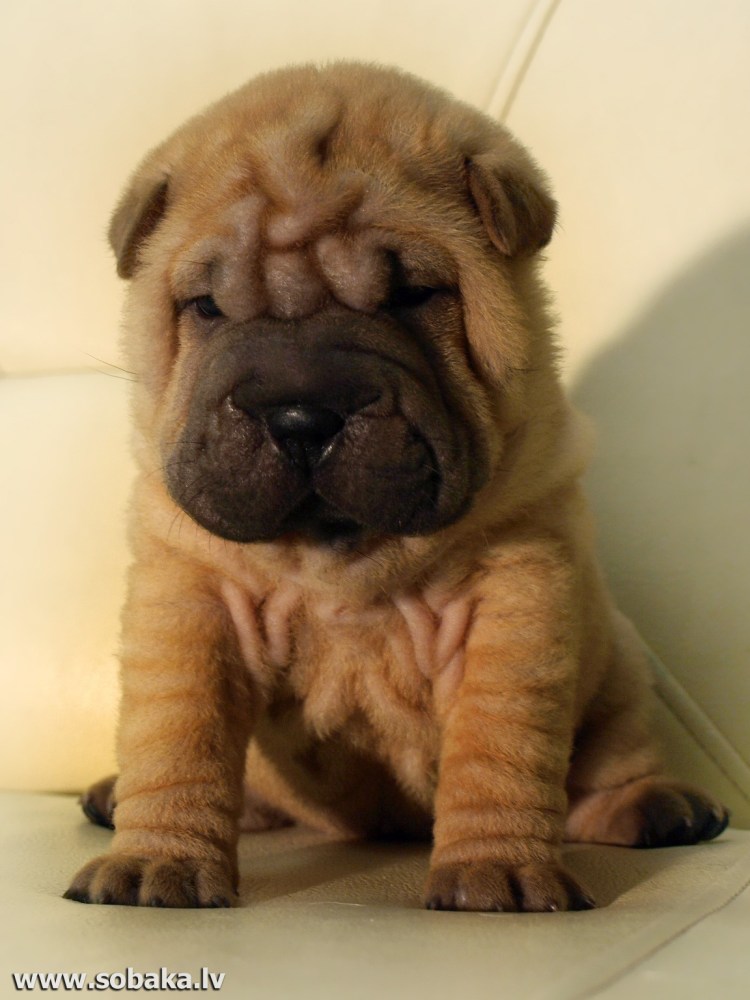 Китайский шарпей