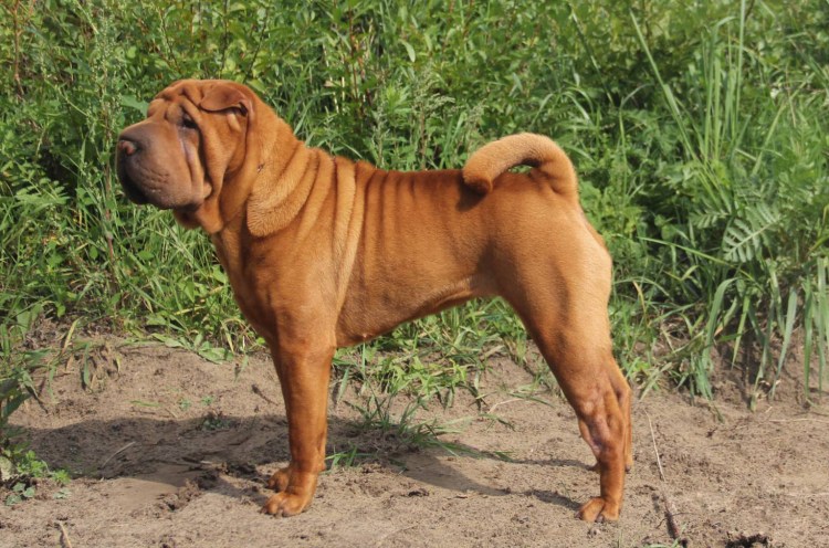 Собака китайский шарпей