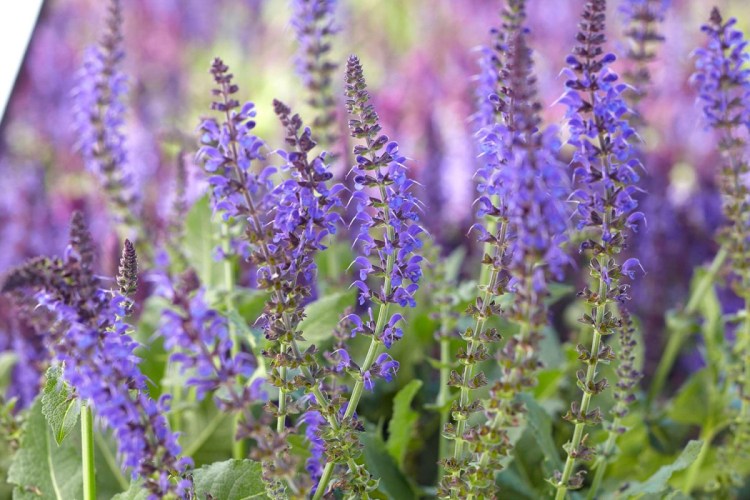 Порода шарпей