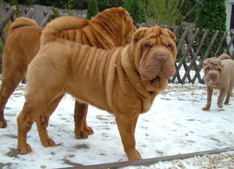 Шарпей породистый