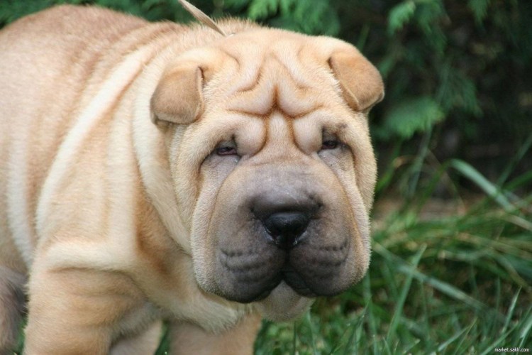 Шарбель порода собак