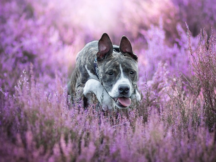 Шарпей щенок