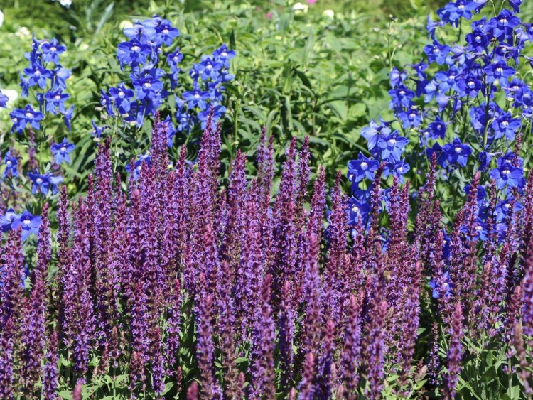 Порода шарпей