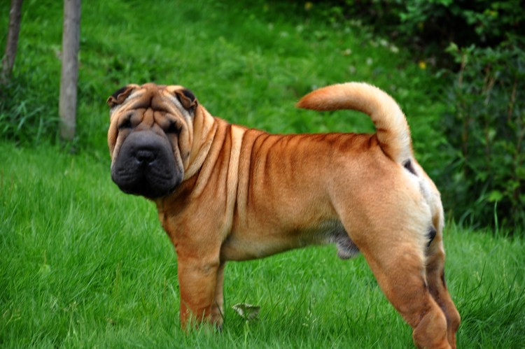 Шарпей щенок