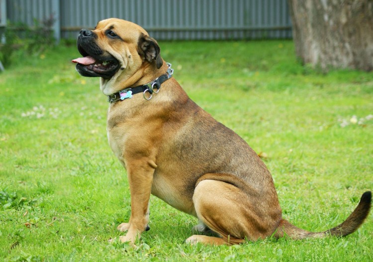 Новозеландская овчарка