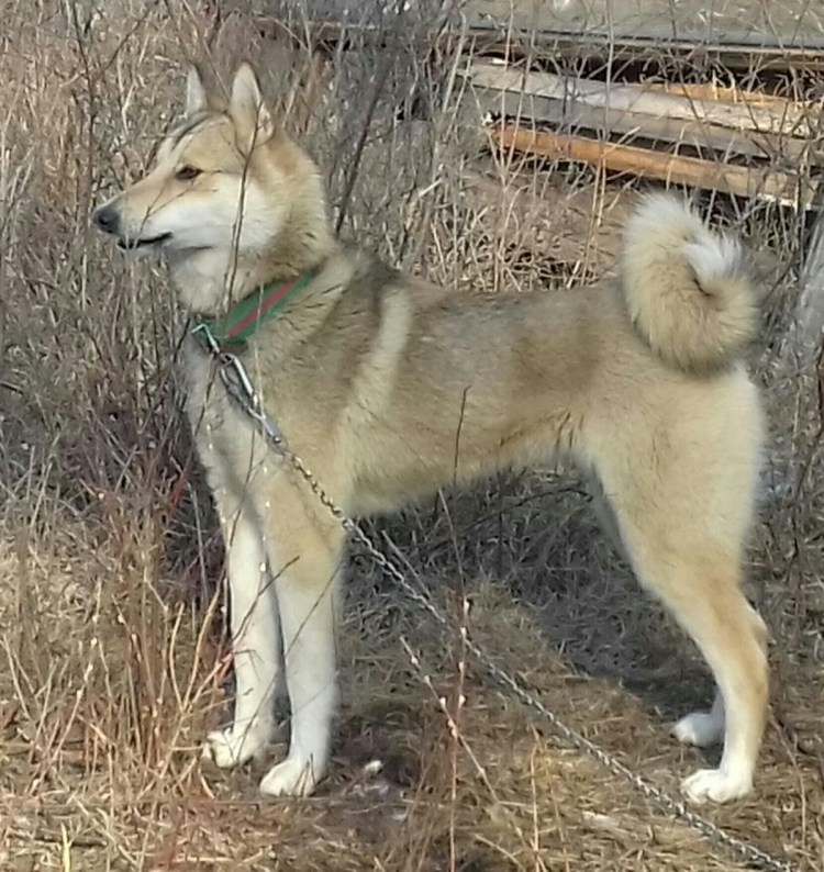 Западносибирская лайка белая