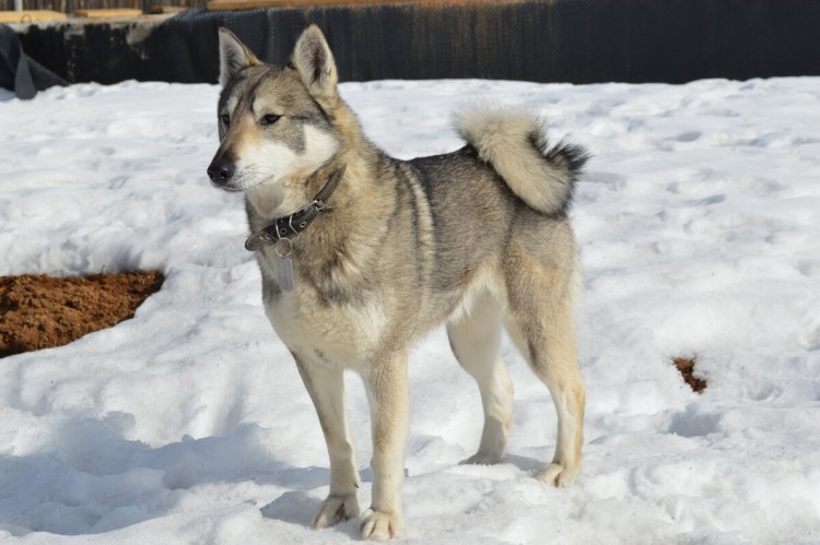 ЗСЛ лайка элита