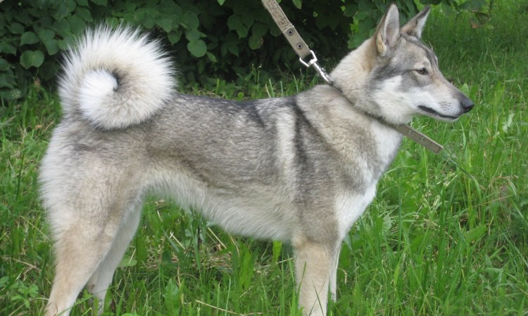 Западно-Сибирская лайк