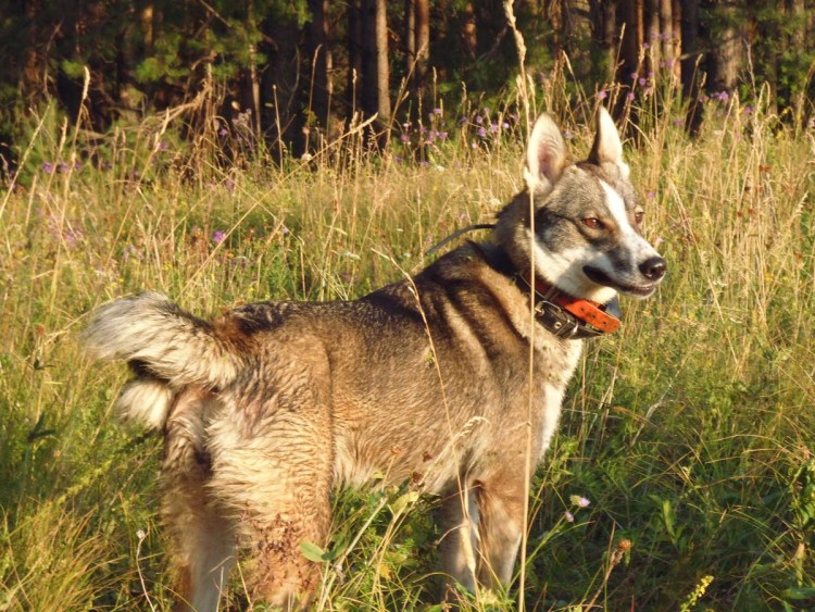 Лайки ЗСЛ рыжие