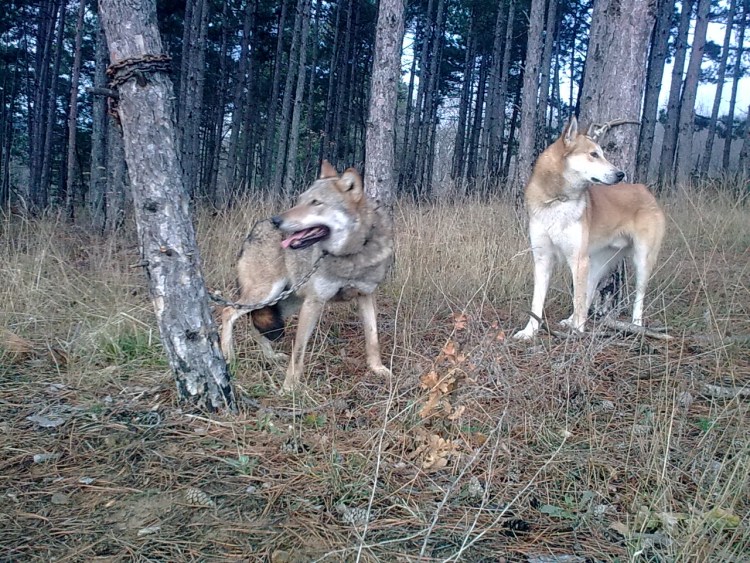 Лайки ЗСЛ Ельцова
