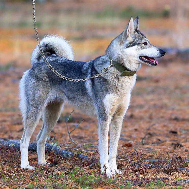 Охотничьи собаки лайки Западно сибирской