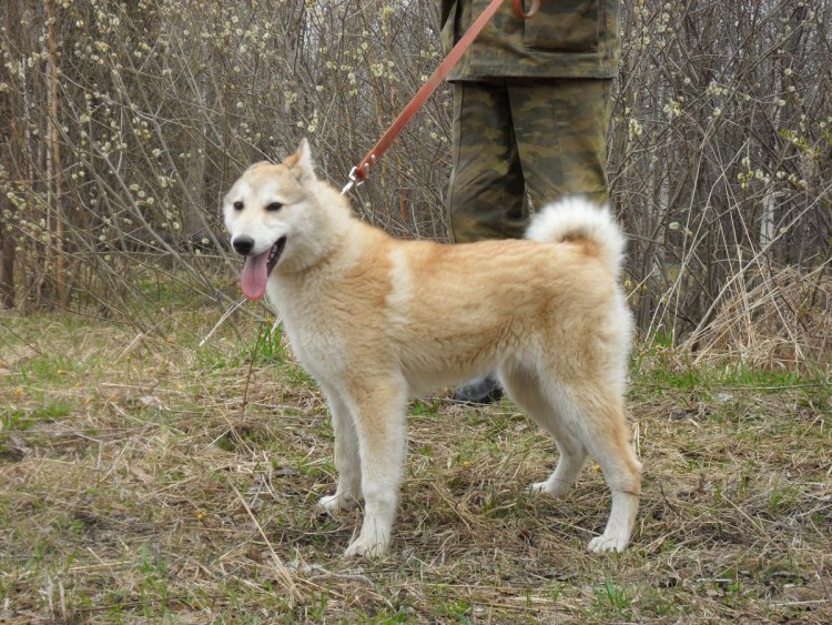 Ераш ЗСЛ Мартюшев