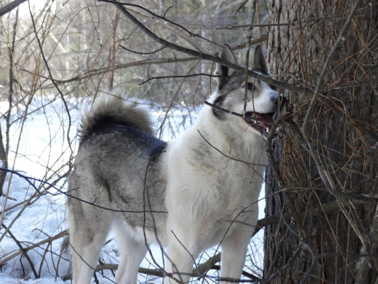 Северо Западная лайка