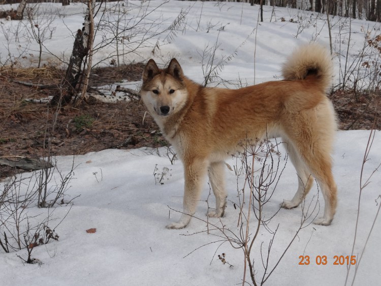 Лайка Западно Сибирская чистокровная
