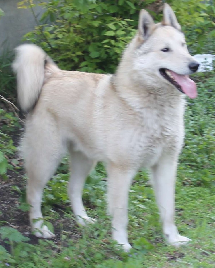 Западно Сибирские лайки Невьянска