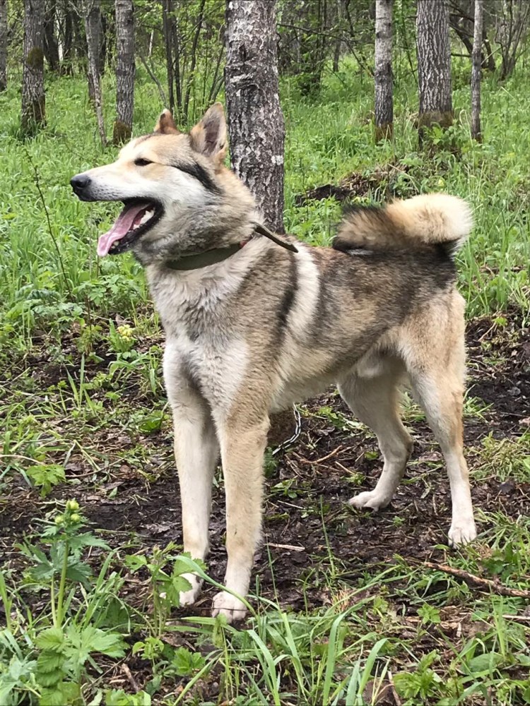 Гольф Балабанов ЗСЛ лайку
