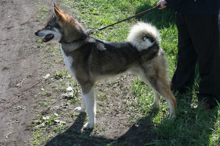 Западно-Сибирская лайка по кличке Джек