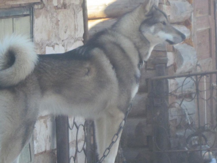 Лайки Западно-Сибирские Улан-Удэ