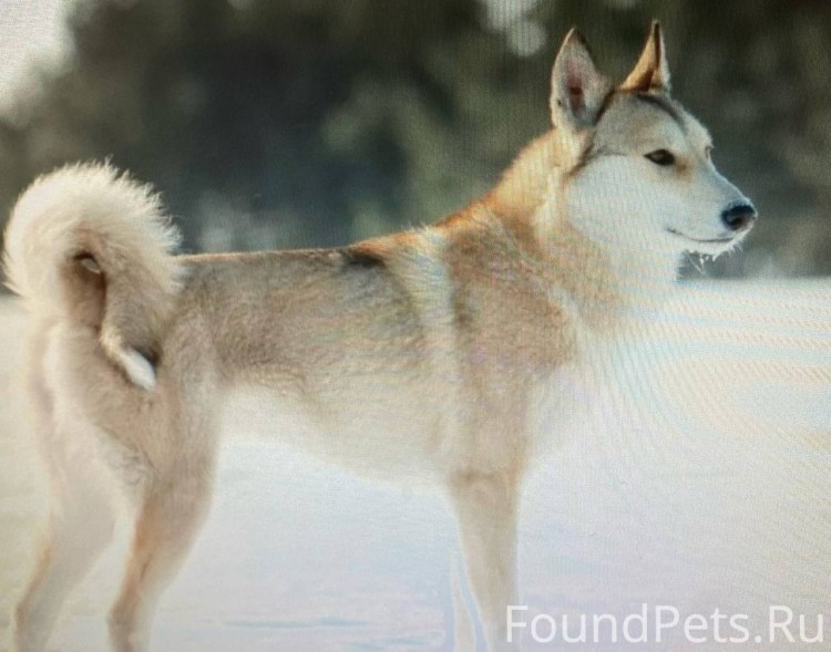 Западносиьирскпя Лпцка