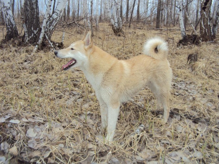 Западно Сибирская лайка палевая
