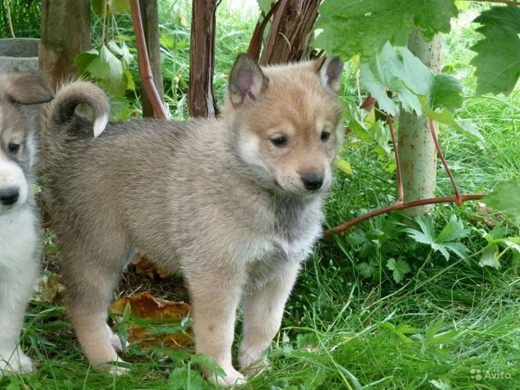 Собака Западносибирская лайка