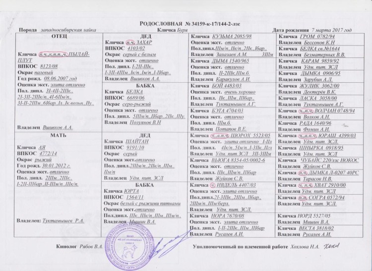 Западносибирская лайка щенки Карелия