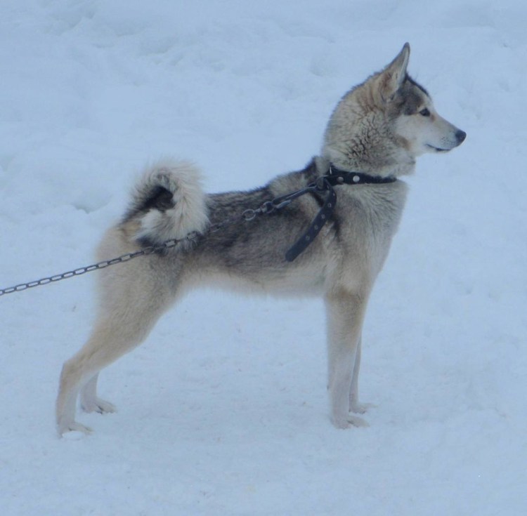 Башкирская лайка