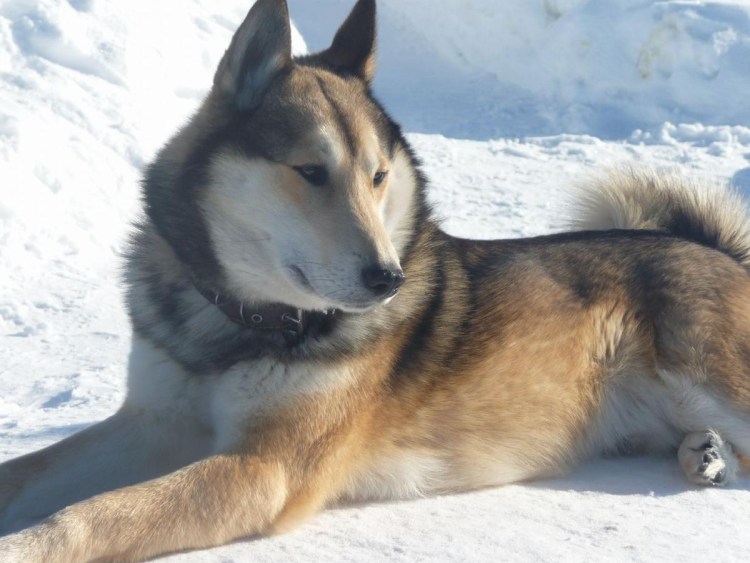 Лайка Западно-Сибирская Марийская