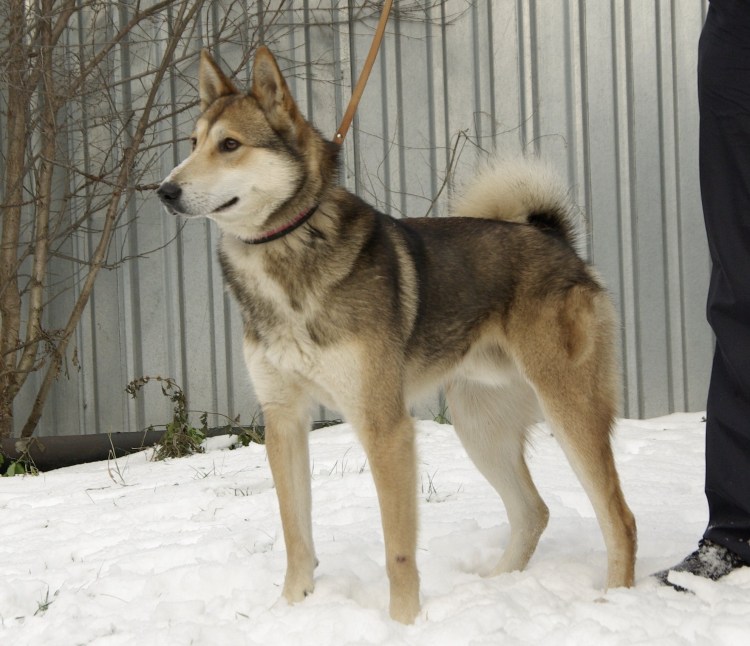ЗСЛ серрая лайка серая