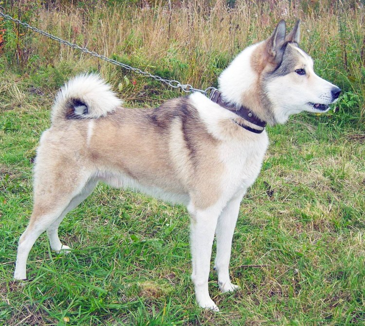 Сибирская лайка