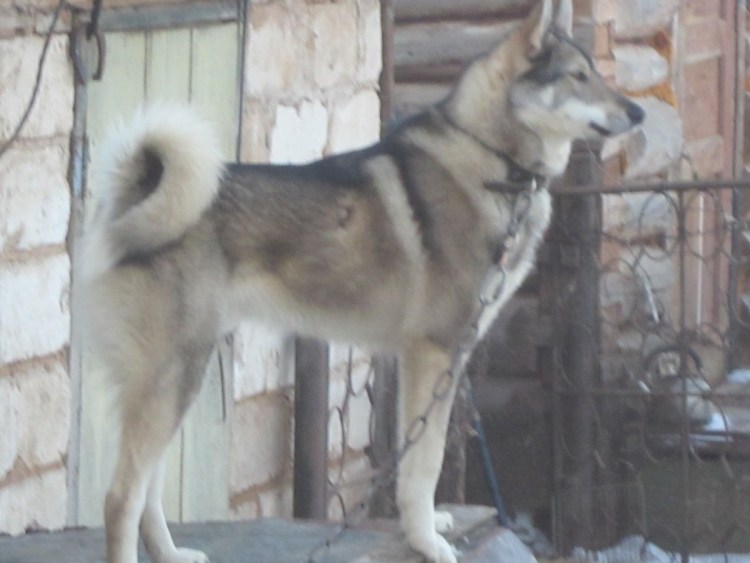 Западносибирская лайка Барон