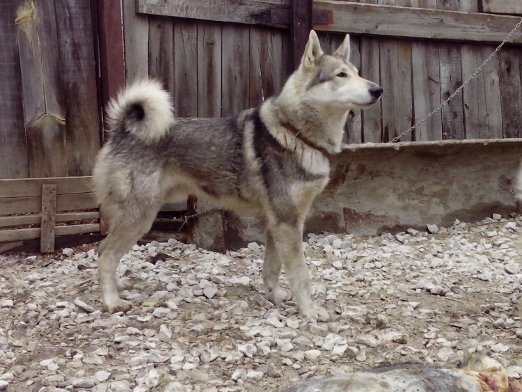 Западно Сибирская лайка 5 месяцев