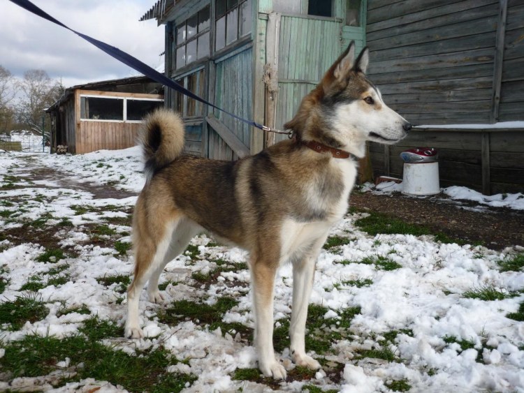 Лайка волкодав Сибирская