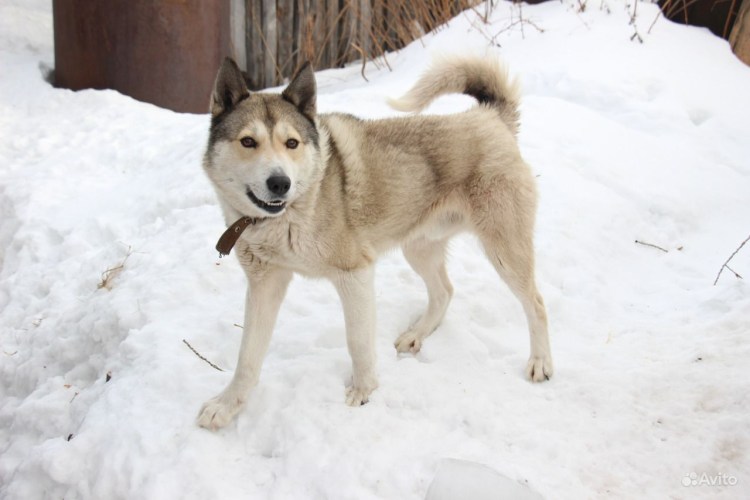 ЗСЛ экстерьер отлично