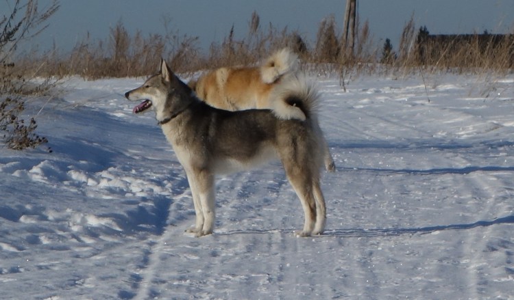 ЗСЛ ульдик Кокшаров