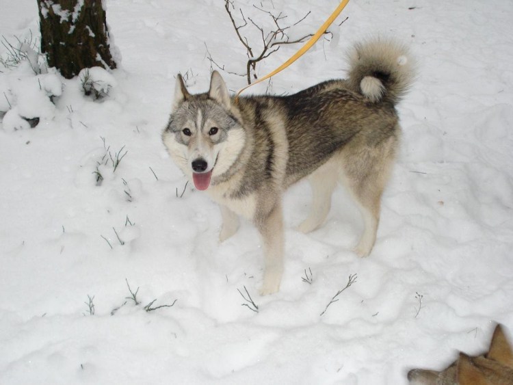 Всероссийская племенная книга охотничьих собак ВПКОС